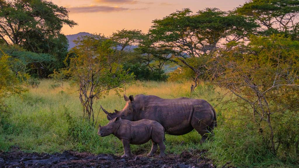 Du Cap au Kruger en liberté-Image