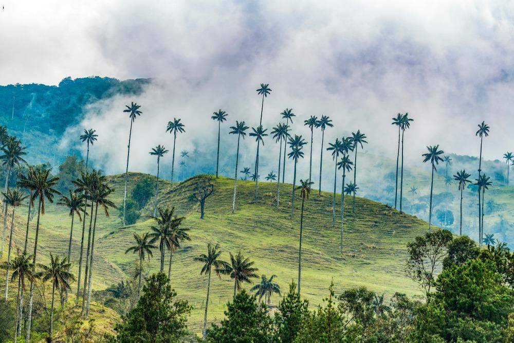 Vert de Colombie-Image