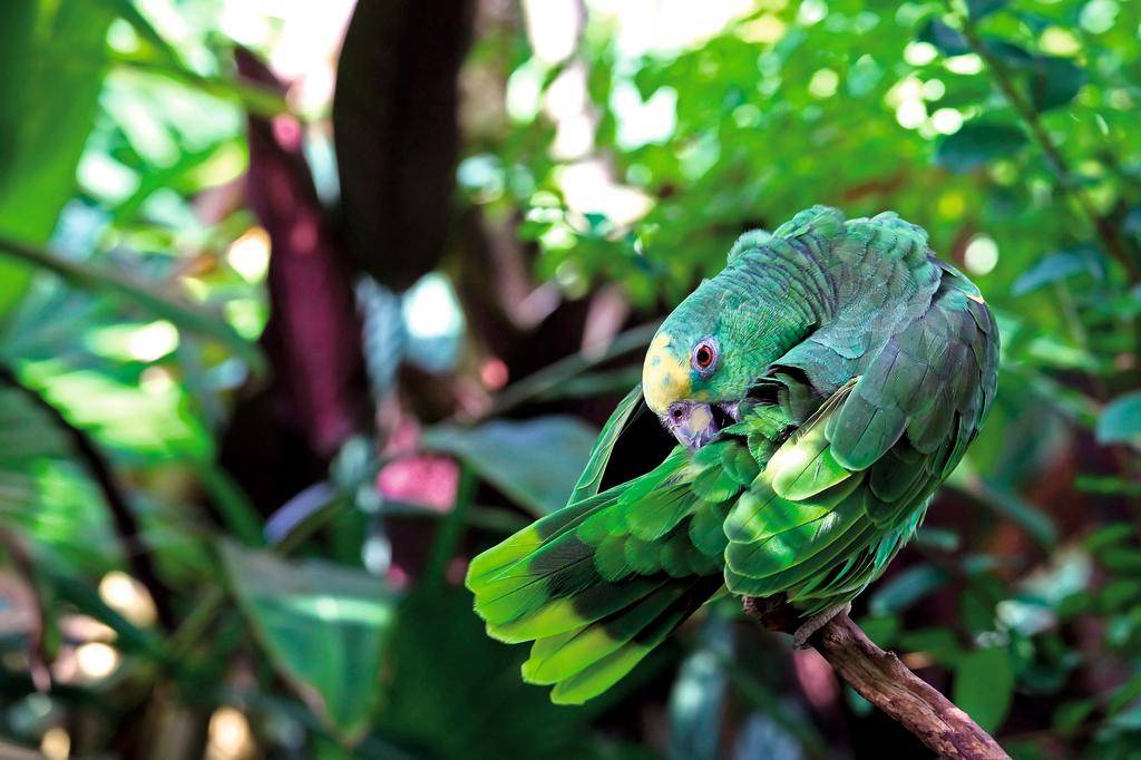 Cités des dieux + extension Amazonie-Image
