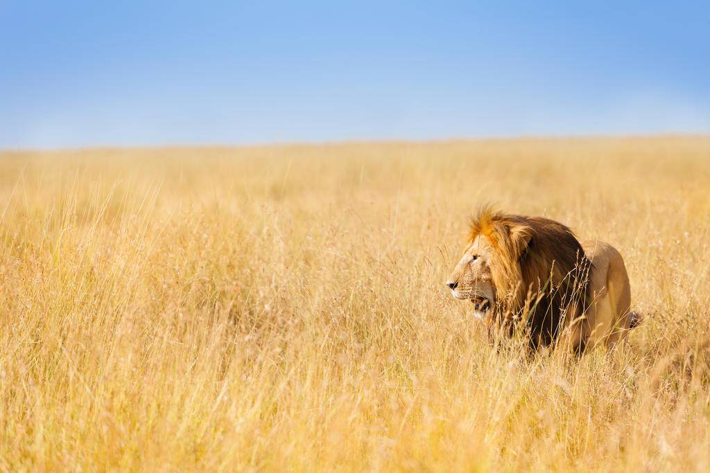 Kenya, safari Big Five et plages de rêve-Image