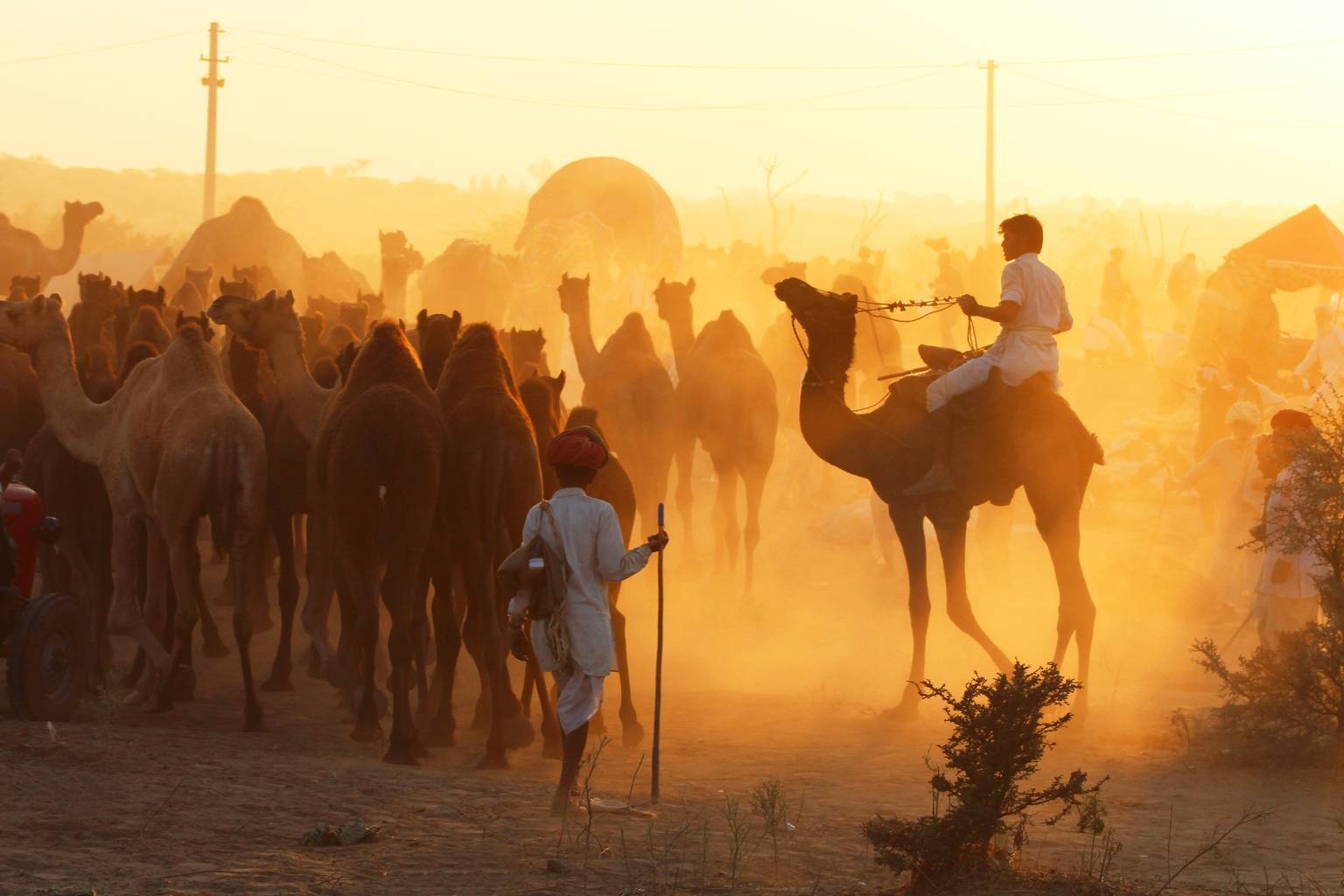 Rajasthan, rêveries princières - foire de Pushkar-Image