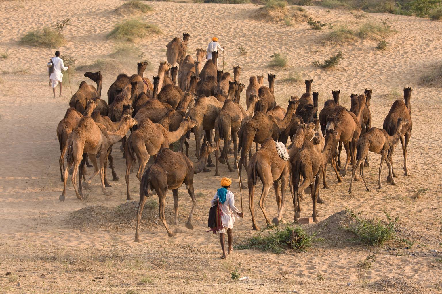 Rajasthan, rêveries princières - foire de Pushkar + Bénarès-Image