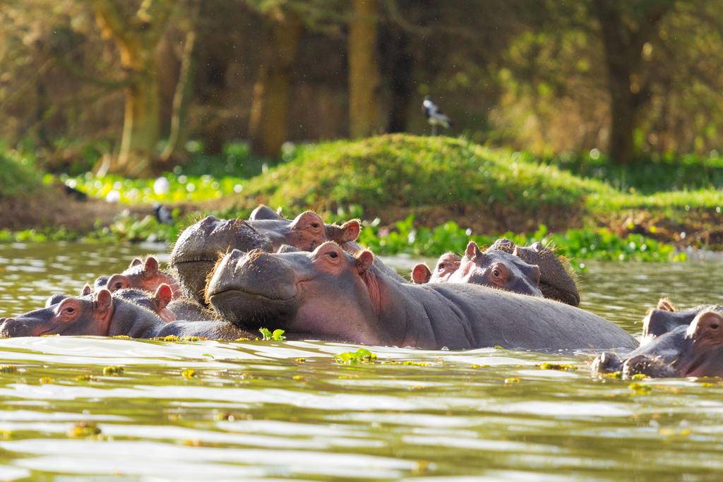 Safari au cœur du Kenya -Image