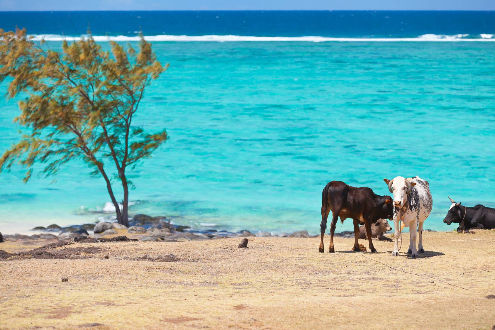 Ile Maurice | Séjour au Maritim Resort -Image